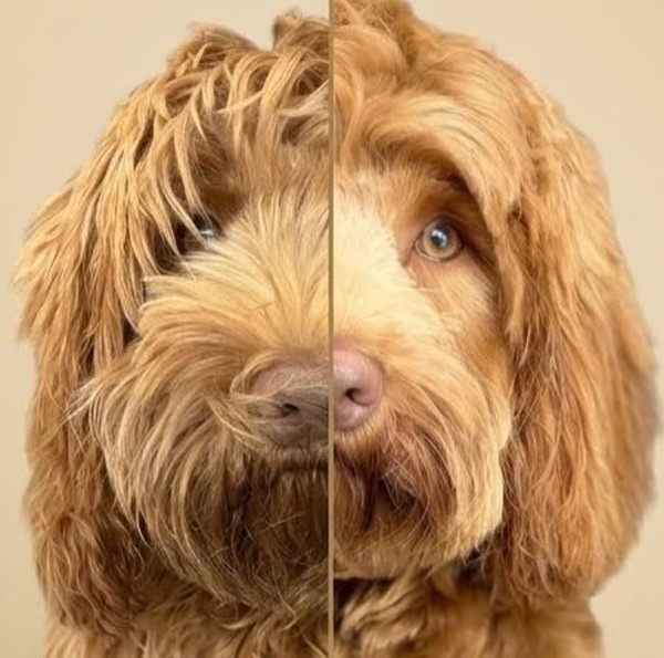 Lou, een labradoodle: links de krullende vacht voor de behandeling, rechts netjes getrimd