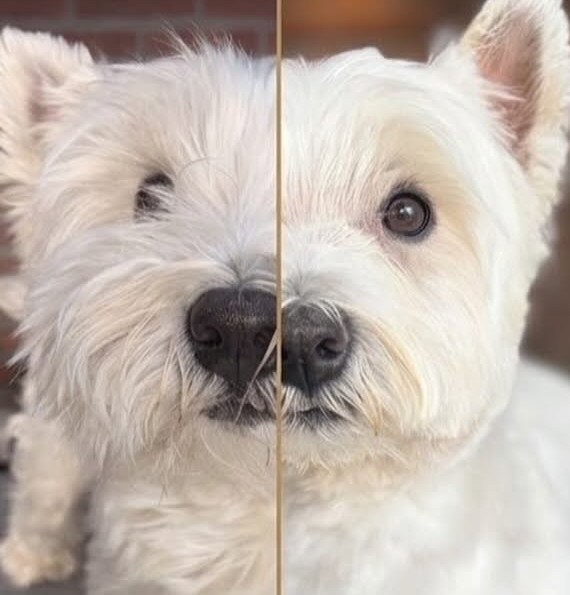 Sem, een West Highland white terrier: links voor de behandeling, rechts netjes getrimd