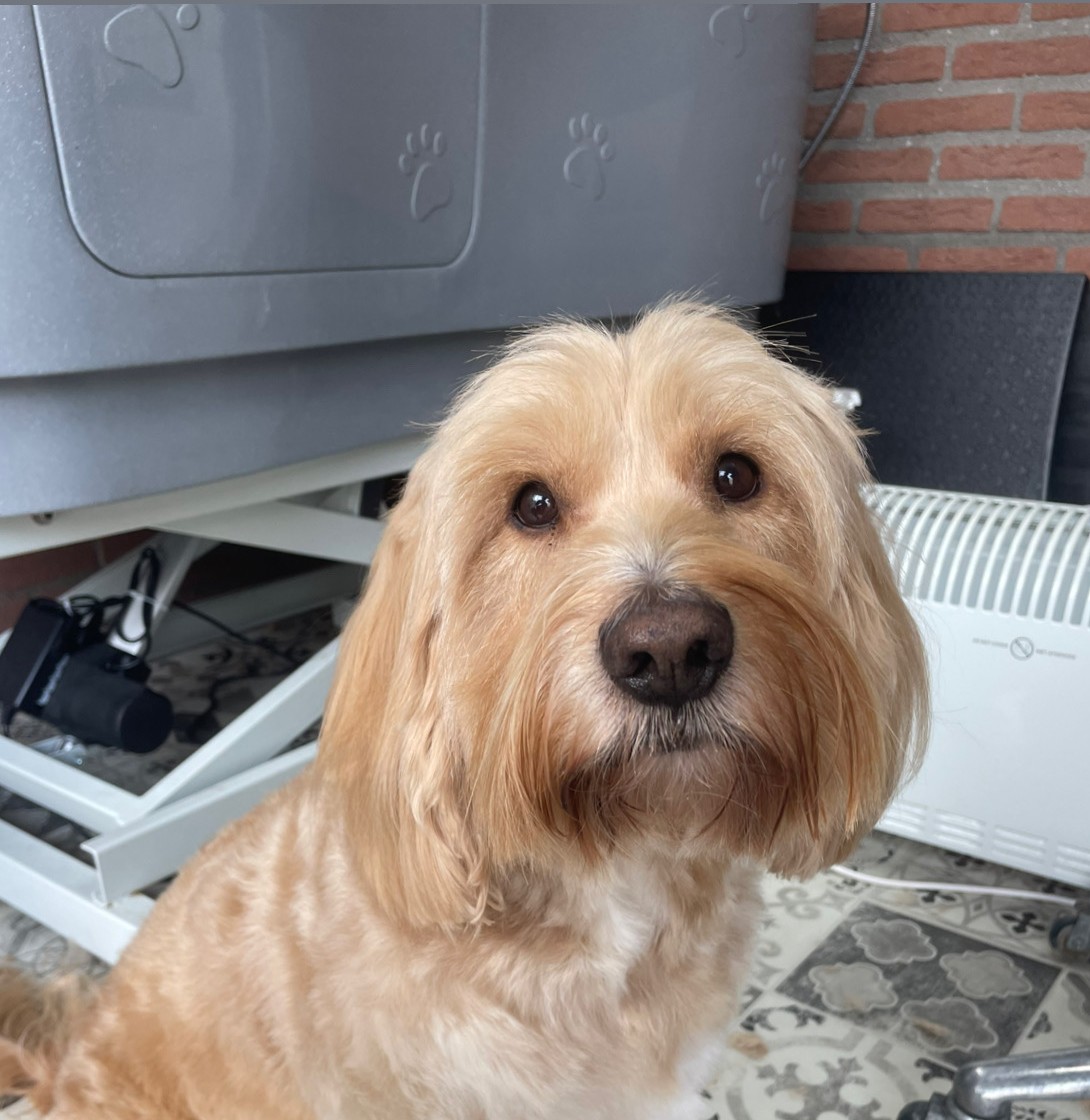 Blonde cockapoo, net gewassen en getrimd, in de salon