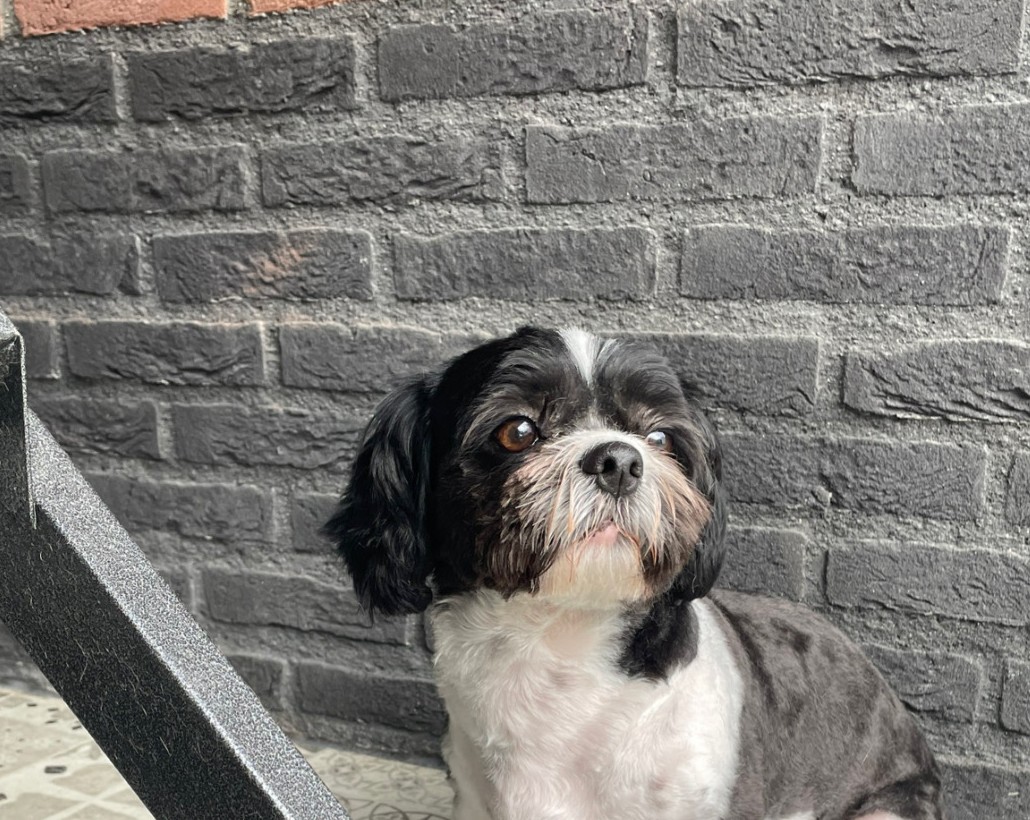 Zwart-witte shih tzu, net getrimd, voor de grijze stenen muur