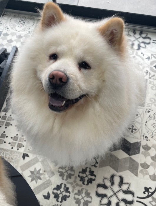 Witte chow chow met een pluizige, net verzorgde vacht op de tegelvloer