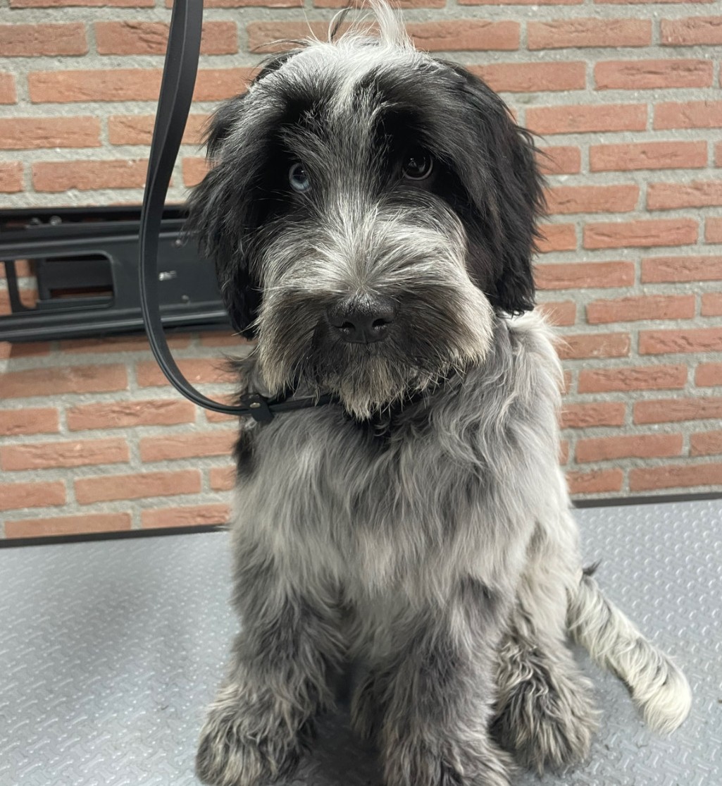 Grijs-zwarte hond aan de lijn op de trimtafel, net klaar, voor de bakstenen muur