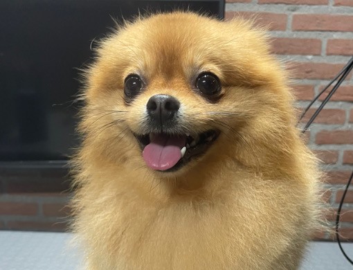 Pomeranian Teddy, net verzorgd, met zijn tong uit zijn bek