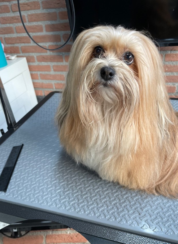 Langharige hond met lange, gekamde vacht op de trimtafel